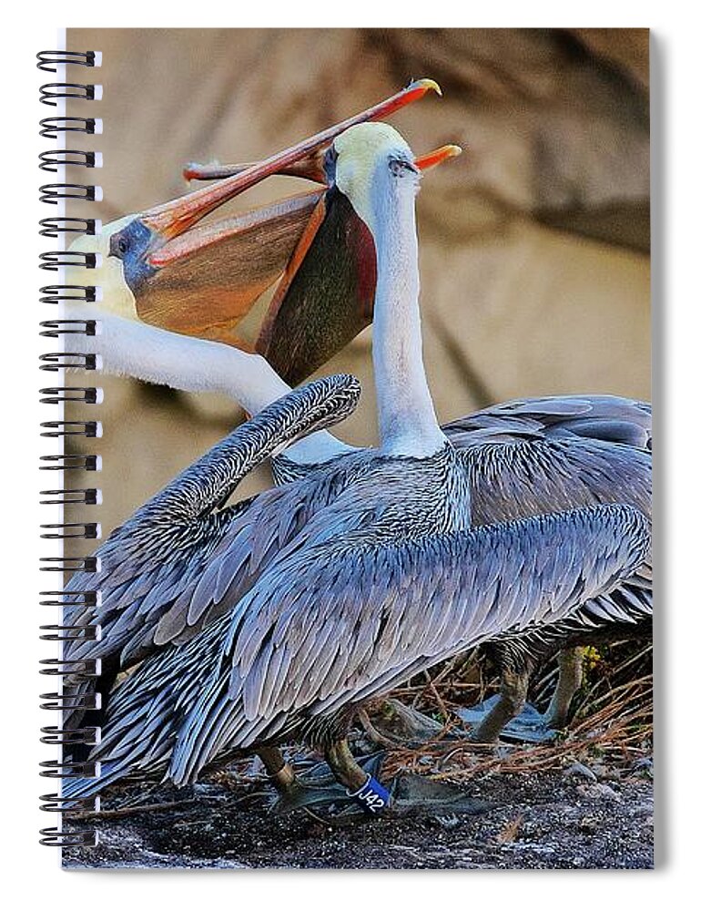 Nature Spiral Notebook featuring the photograph How Pelicans Kiss, California Brown Pelicans by Zayne Diamond