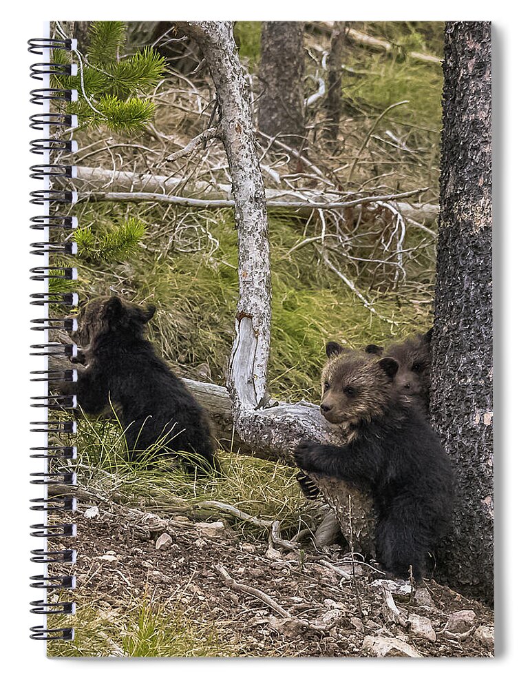 Grizzlies Spiral Notebook featuring the photograph Hugging A Tree by Yeates Photography