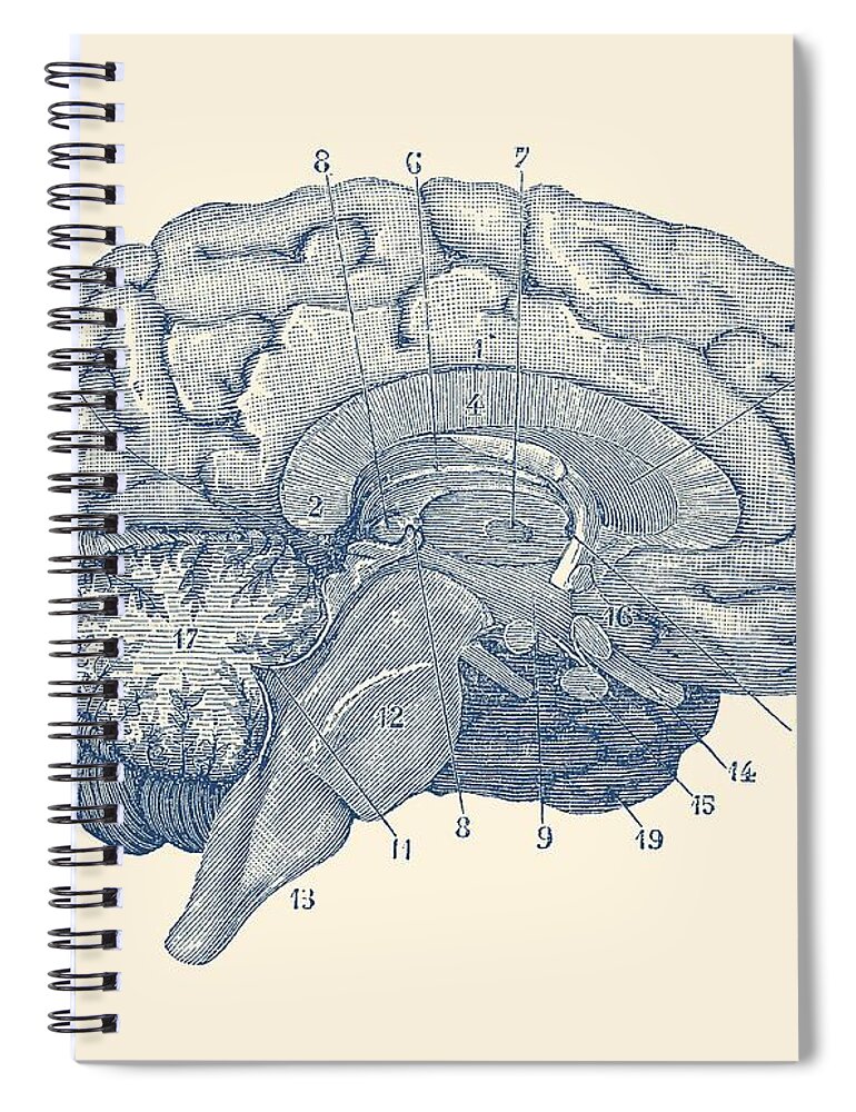 Human Brain Diagram - Anatomy Poster Spiral Notebook by Vintage Anatomy  Prints - Fine Art America