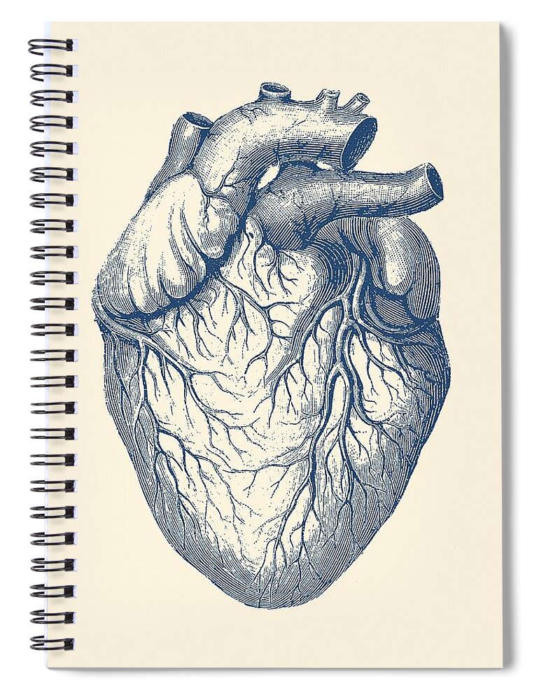 Heart Spiral Notebook featuring the drawing Human Heart - Vintage Medical by Vintage Anatomy Prints