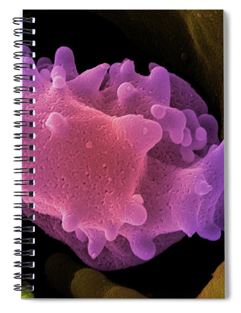 Lymphocyte Spiral Notebook featuring the photograph Human Lymphocyte Cell, Sem by Ted Kinsman