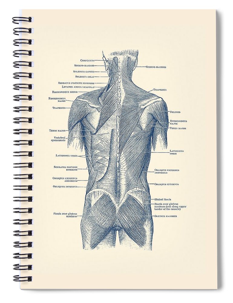 Glutes Spiral Notebook featuring the drawing Human Muscular System - Back and Glutes by Vintage Anatomy Prints