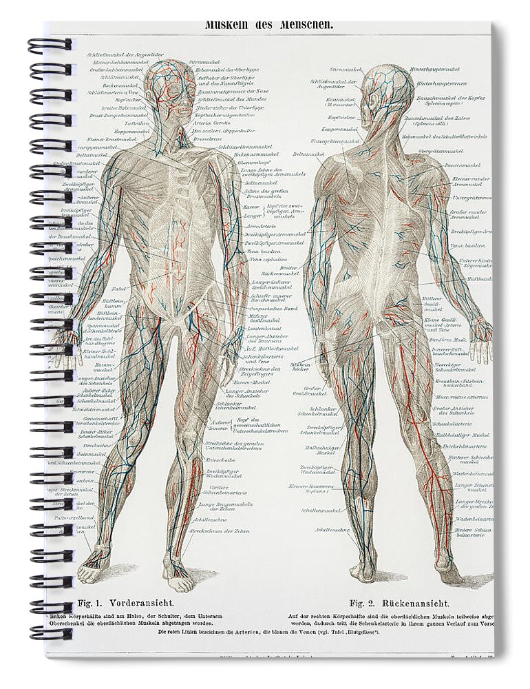 Anatomical Spiral Notebook featuring the drawing Human musculature system by Vincent Monozlay