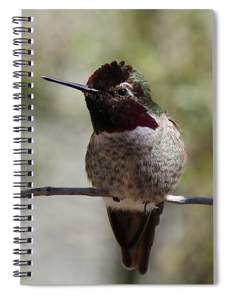 Hummingbird Spiral Notebook featuring the photograph Hummingbird - 7 by Christy Pooschke