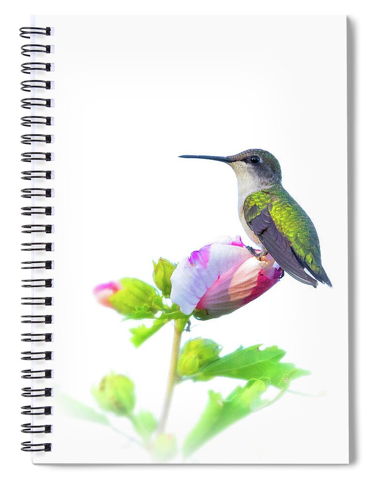 Hummingbird Spiral Notebook featuring the photograph Hummingbird by Brian Caldwell