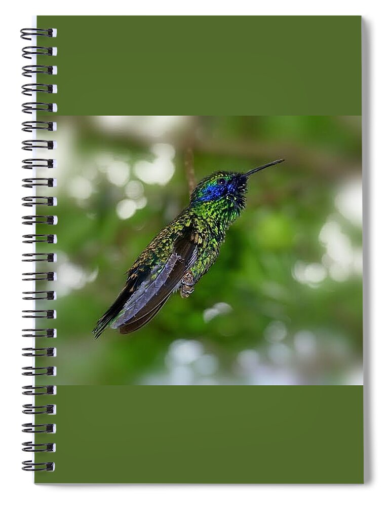 Hummingbird Spiral Notebook featuring the photograph Iridescence by Carolyn Mickulas