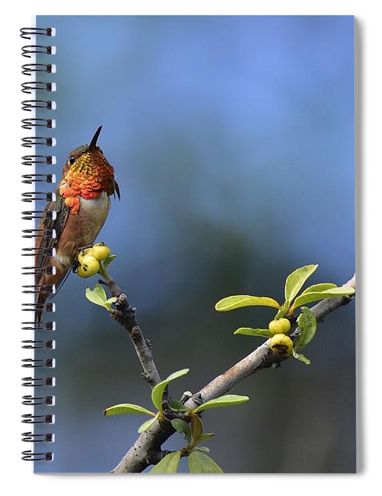 Linda Brody Spiral Notebook featuring the photograph Hummingbird Feeling Pretty 1 by Linda Brody