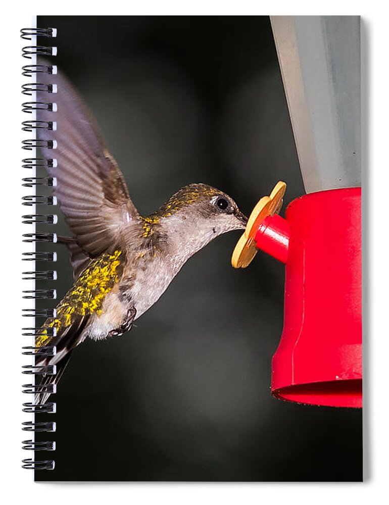 Hummingbird Spiral Notebook featuring the photograph Hummingbird Gets A Drink by Holden The Moment