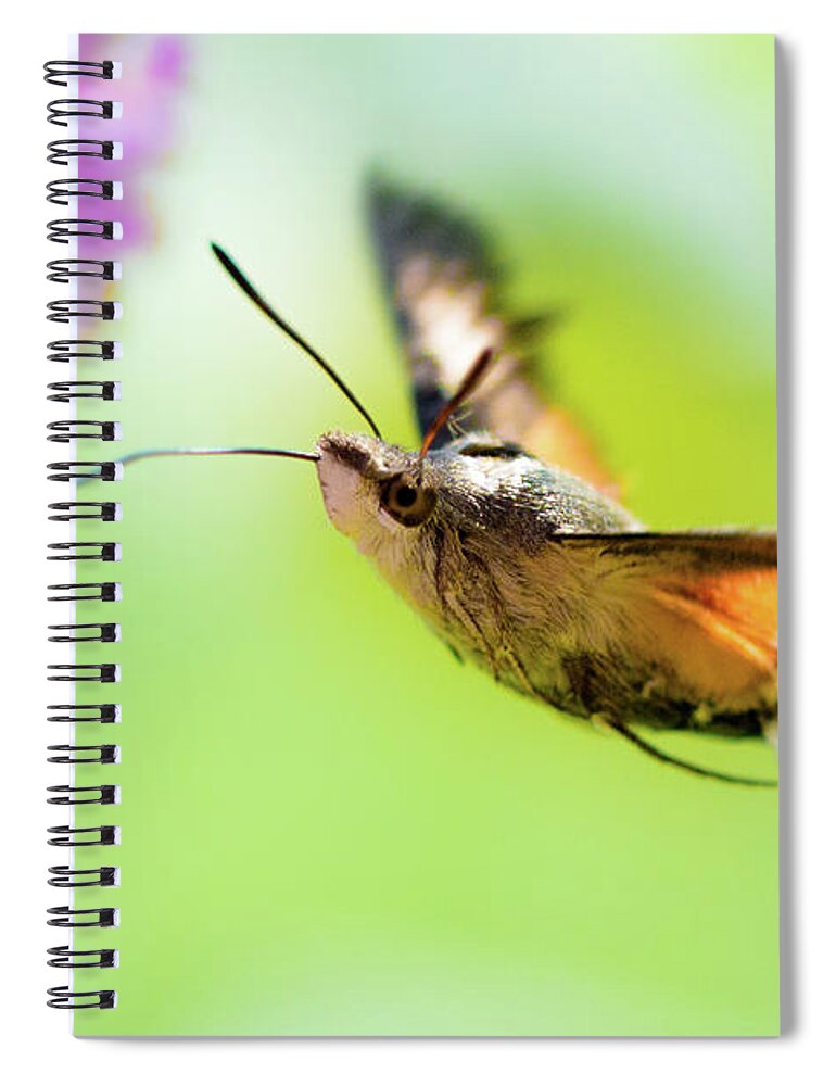 Antenna Spiral Notebook featuring the photograph Hummingbird hawk-moth by Amanda Mohler