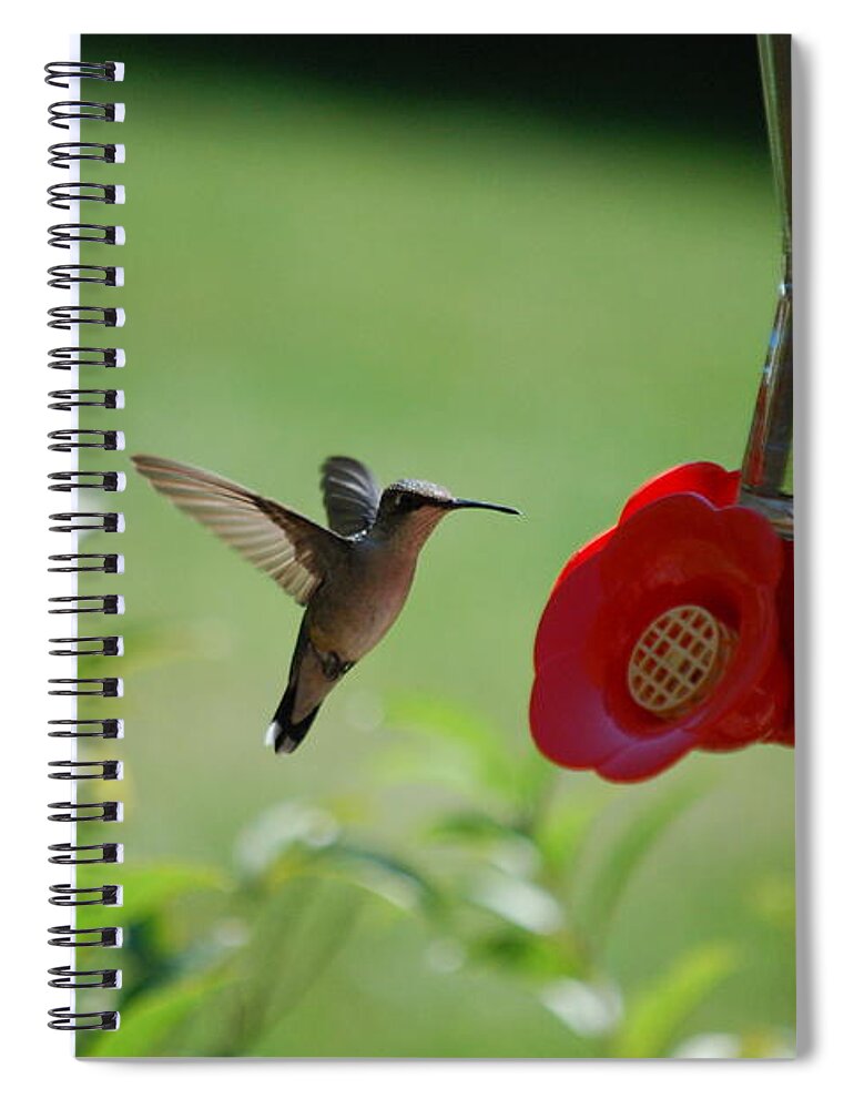 Hummingbird Spiral Notebook featuring the photograph Hummingbird in Flight by Lori Tambakis
