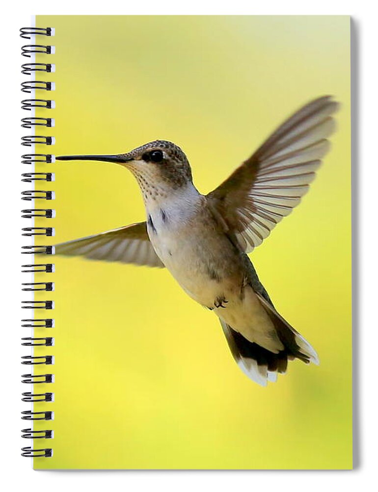 Hummingbird Spiral Notebook featuring the photograph Hummingbird in Yellow by Carol Groenen