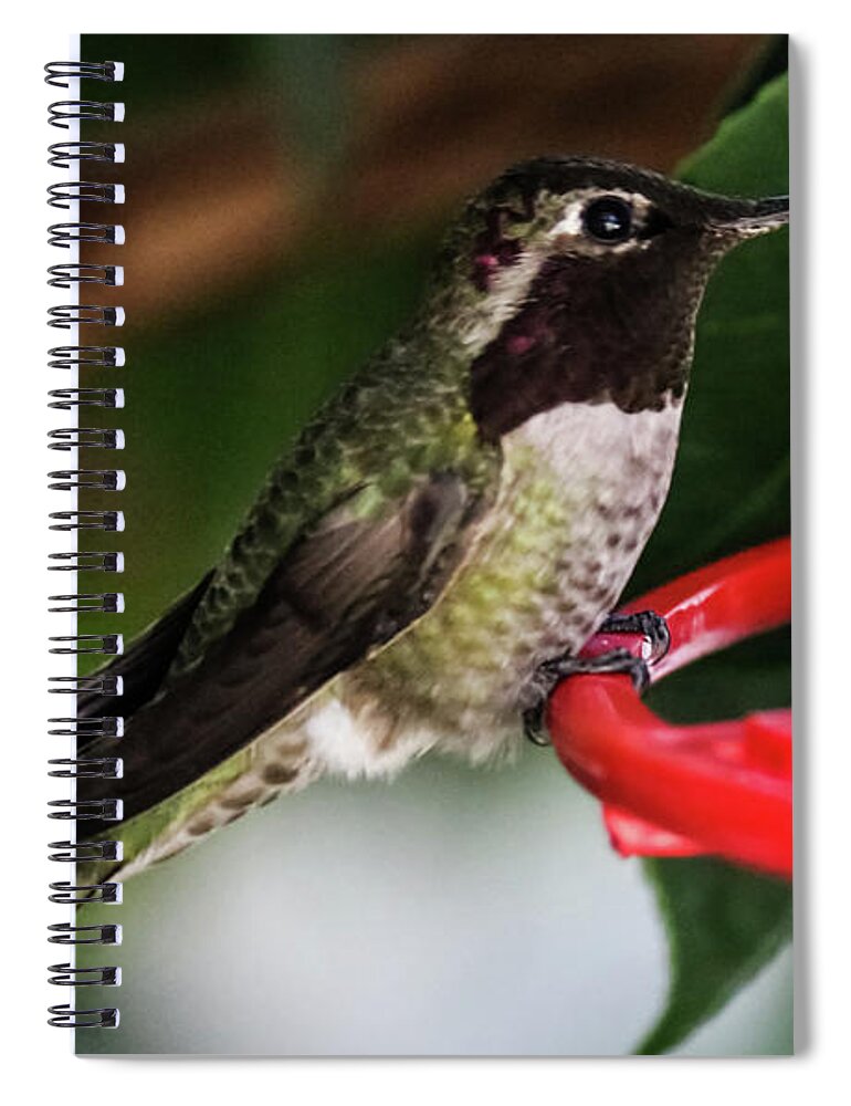 Hummingbird Spiral Notebook featuring the photograph Hummingbird by Suzanne Luft