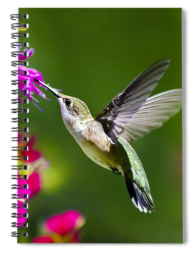 Hummingbird Spiral Notebook featuring the photograph Hummingbird with Flower by Christina Rollo