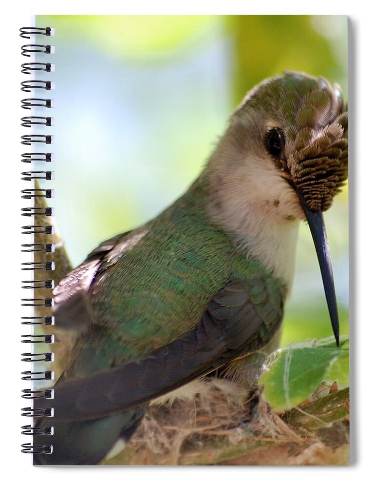 Hummingbird Spiral Notebook featuring the photograph Hummingbird with small nest by Amy Fose