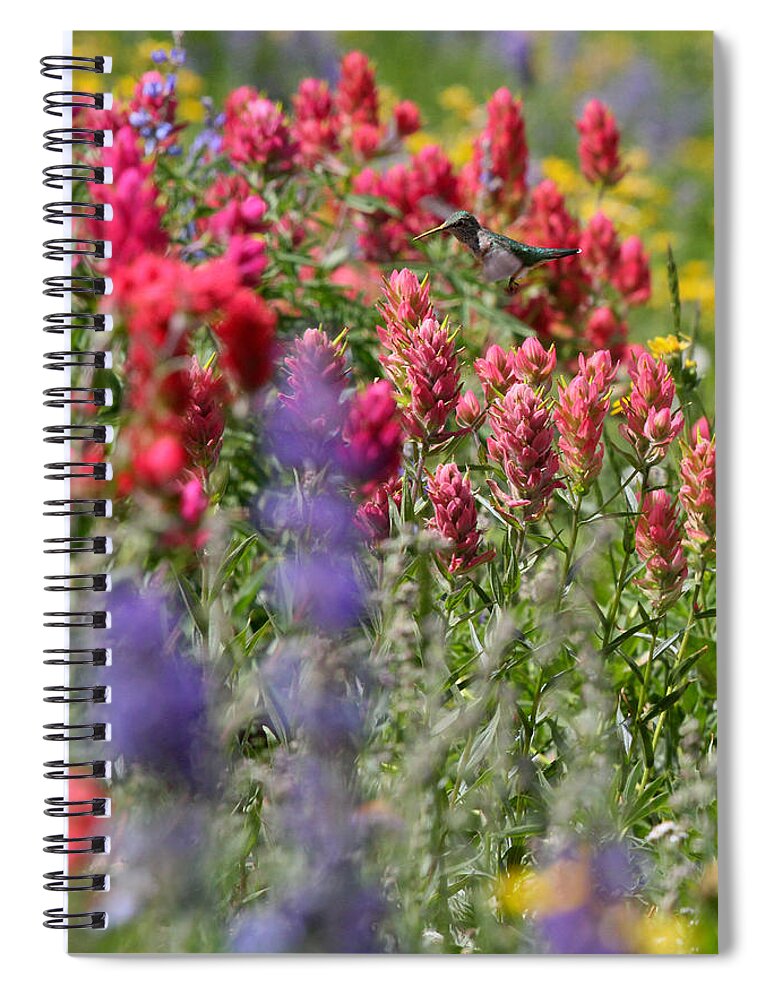 Wildflower Spiral Notebook featuring the photograph Hummingbird with Wildflowers by Brett Pelletier