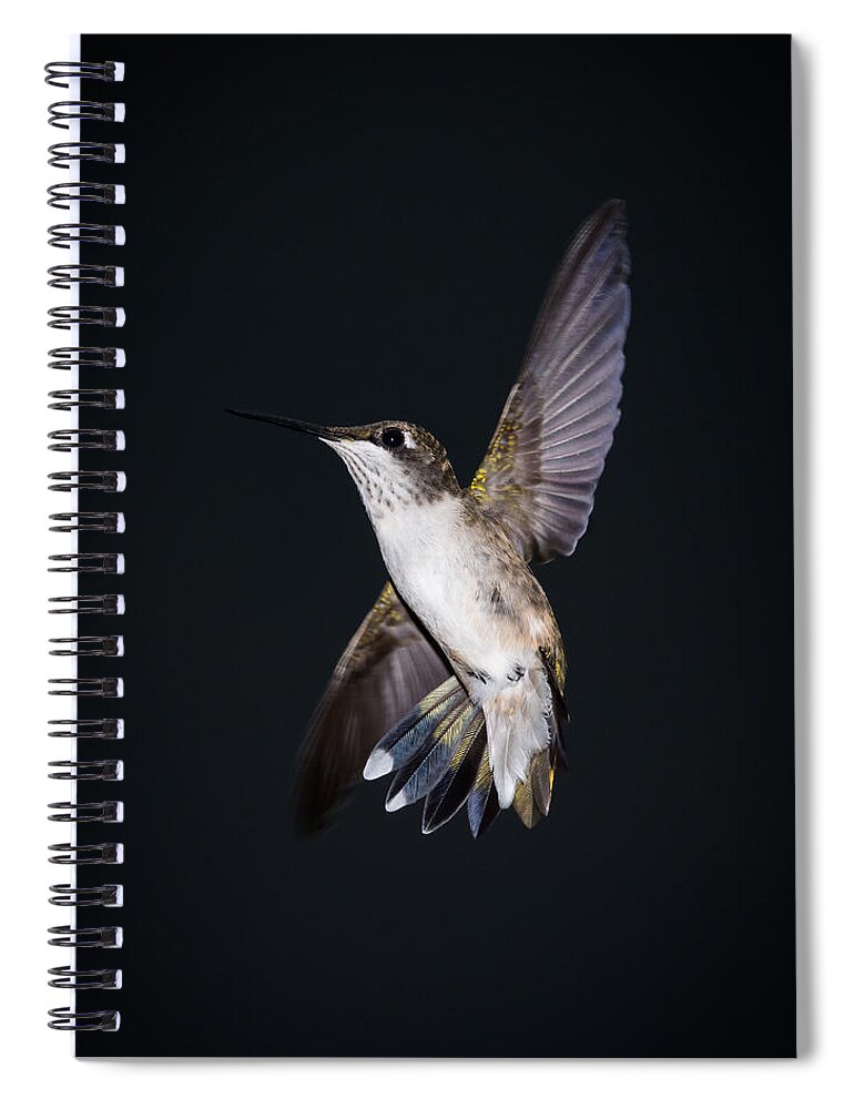 Hummingbird Spiral Notebook featuring the photograph Hummingbird Yoga by Holden The Moment