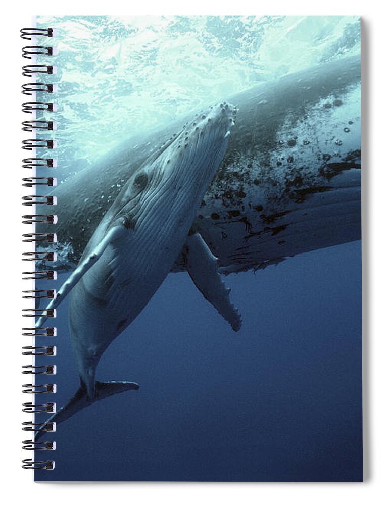 00700233 Spiral Notebook featuring the photograph Humpback Whale and Calf by Mike Parry
