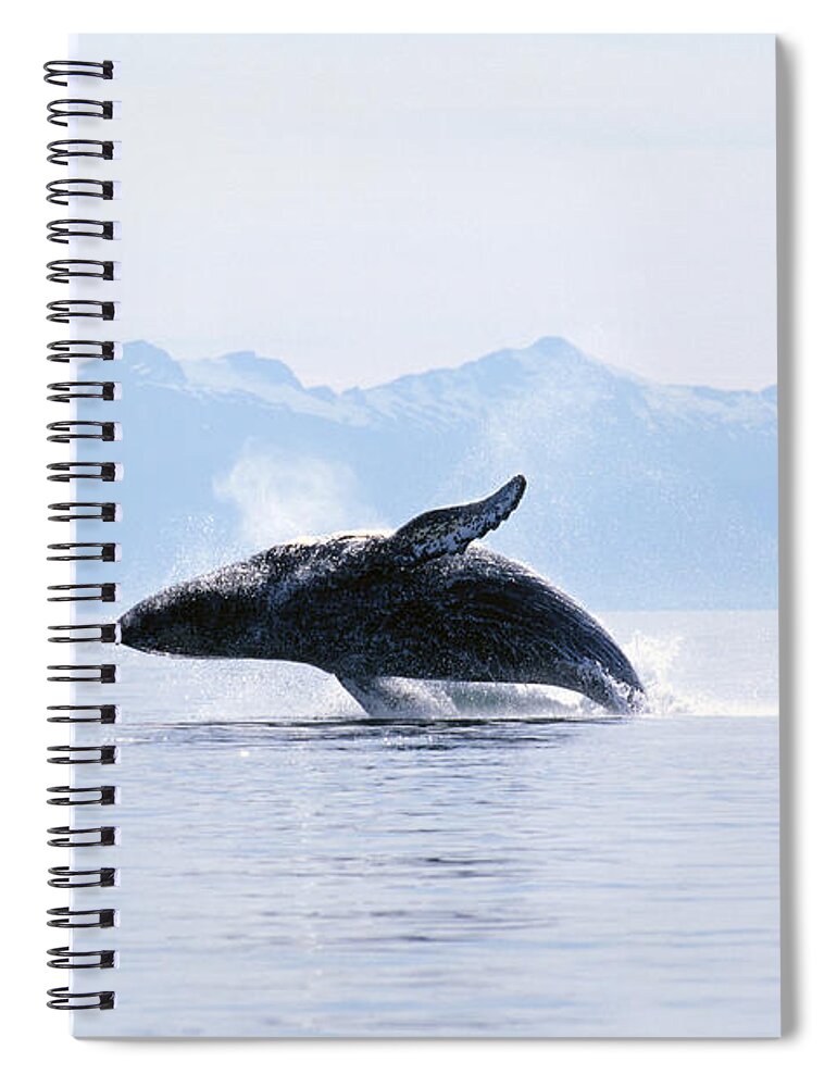 Active Spiral Notebook featuring the photograph Humpback Whale Breaching by John Hyde - Printscapes