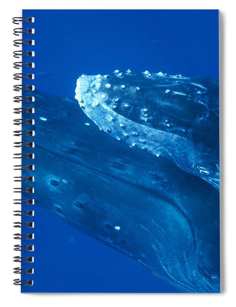 00128644 Spiral Notebook featuring the photograph Humpback Whale Calf Riding Atop Cow by Flip Nicklin