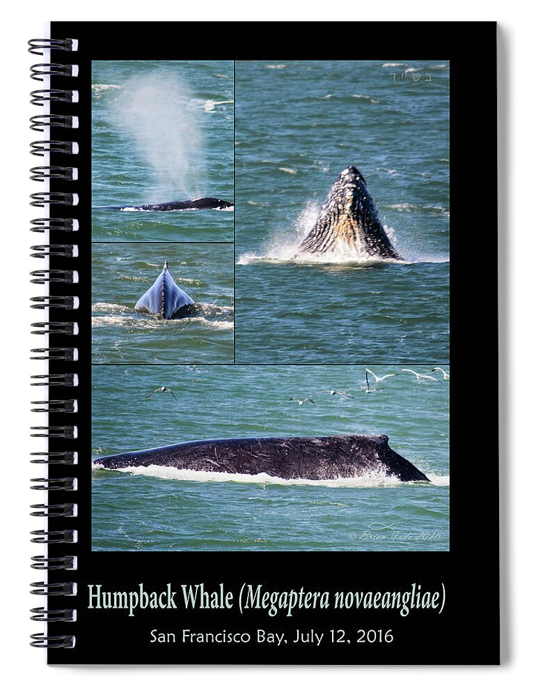 Humpback Spiral Notebook featuring the photograph Humpback Whale Photo Montage by Brian Tada