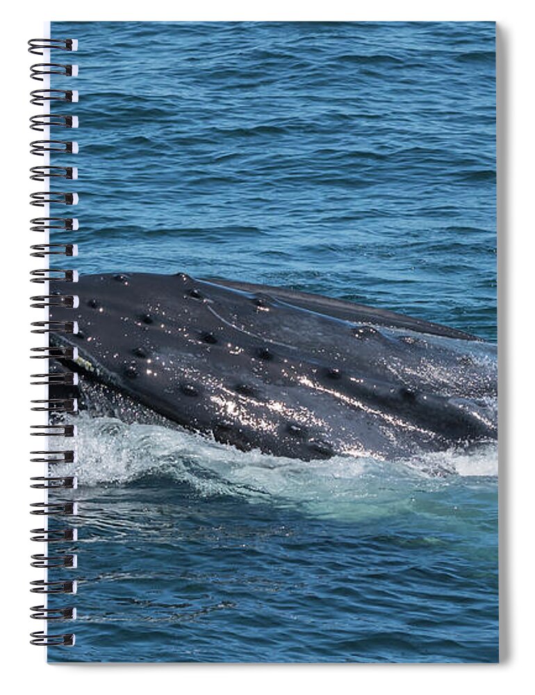 Whale Spiral Notebook featuring the photograph Humpback Whale Tubercles by Lorraine Cosgrove