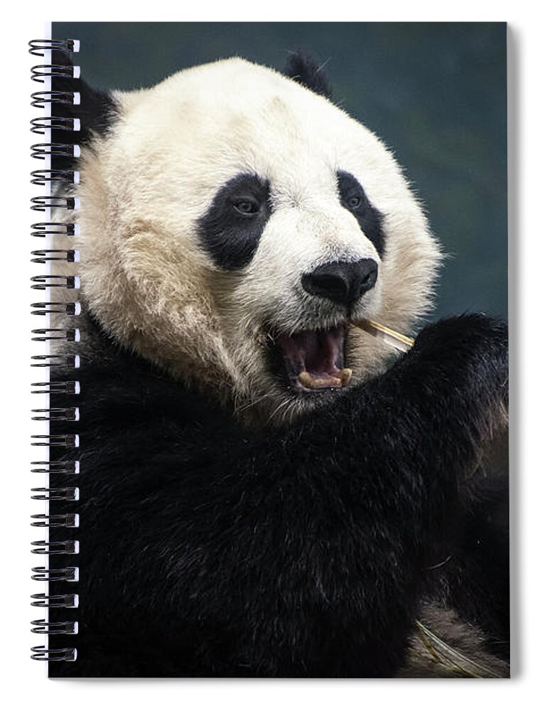 Washington Spiral Notebook featuring the photograph Hungry Panda by Judy Wolinsky