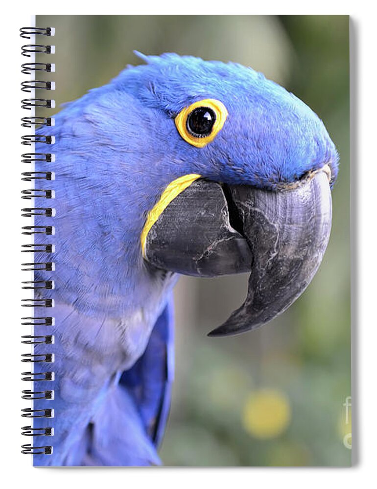 Hyacinth Macaw Spiral Notebook featuring the photograph Hyacinth Macaw by Olga Hamilton