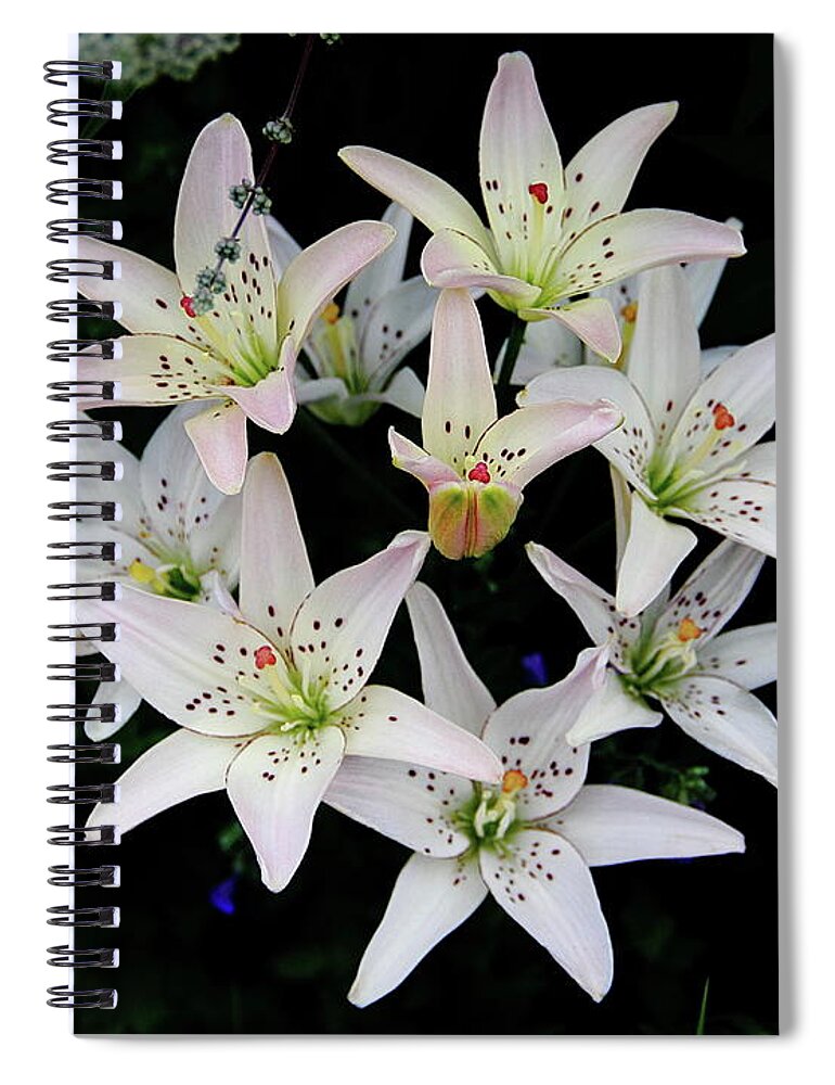 Hybrid Spiral Notebook featuring the photograph Hybrid Lily by Allen Nice-Webb
