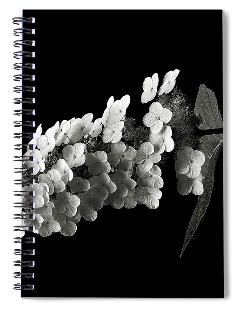 Flower Spiral Notebook featuring the photograph Hydrangea in Black and White by Endre Balogh