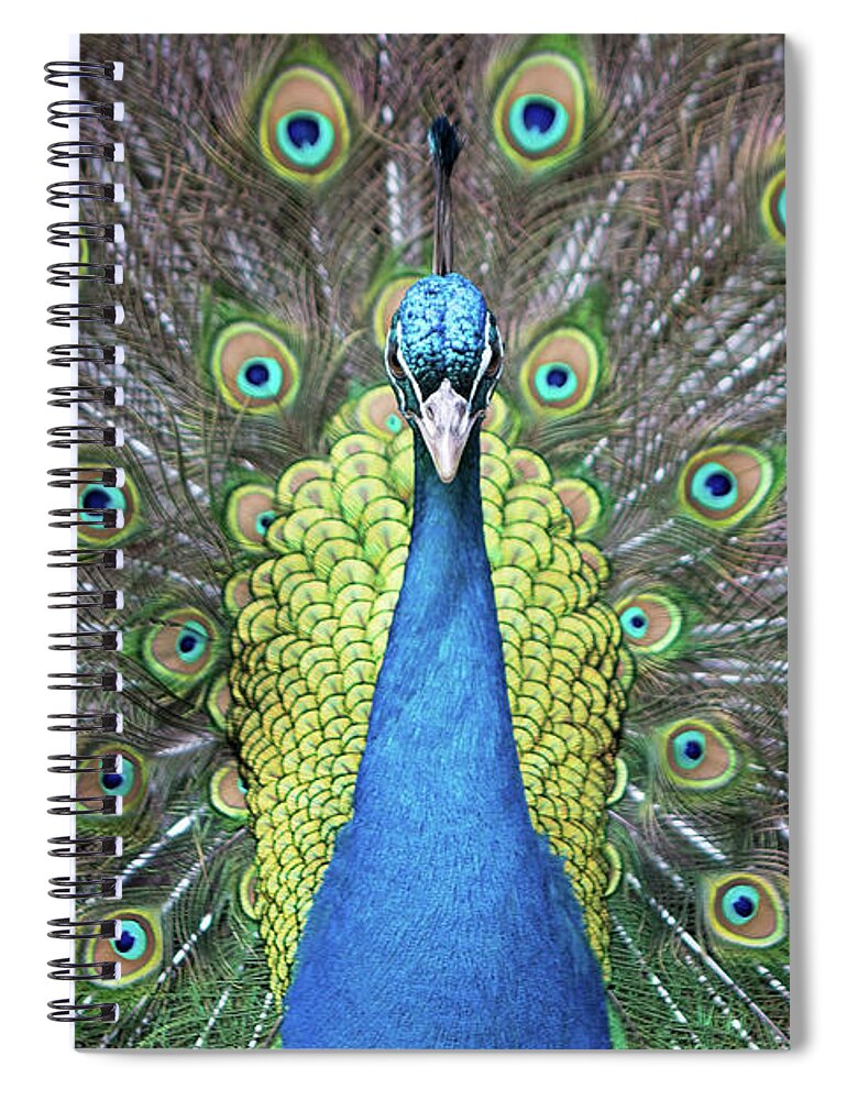 Peacock Spiral Notebook featuring the photograph Hypnotic by Eilish Palmer