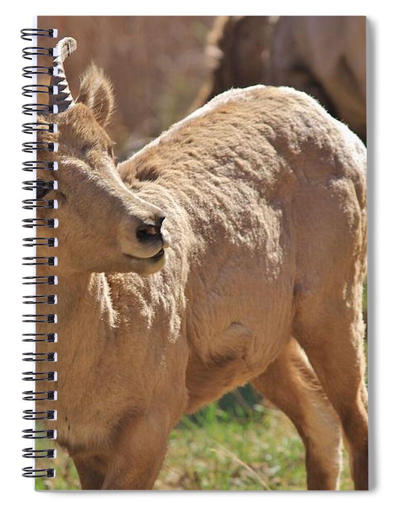 Colorado Spiral Notebook featuring the photograph I just Wanna Be a Sheep by Tonya Hance