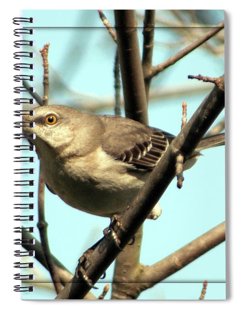 Birds Spiral Notebook featuring the photograph I Need More Leaves by Lydia Holly