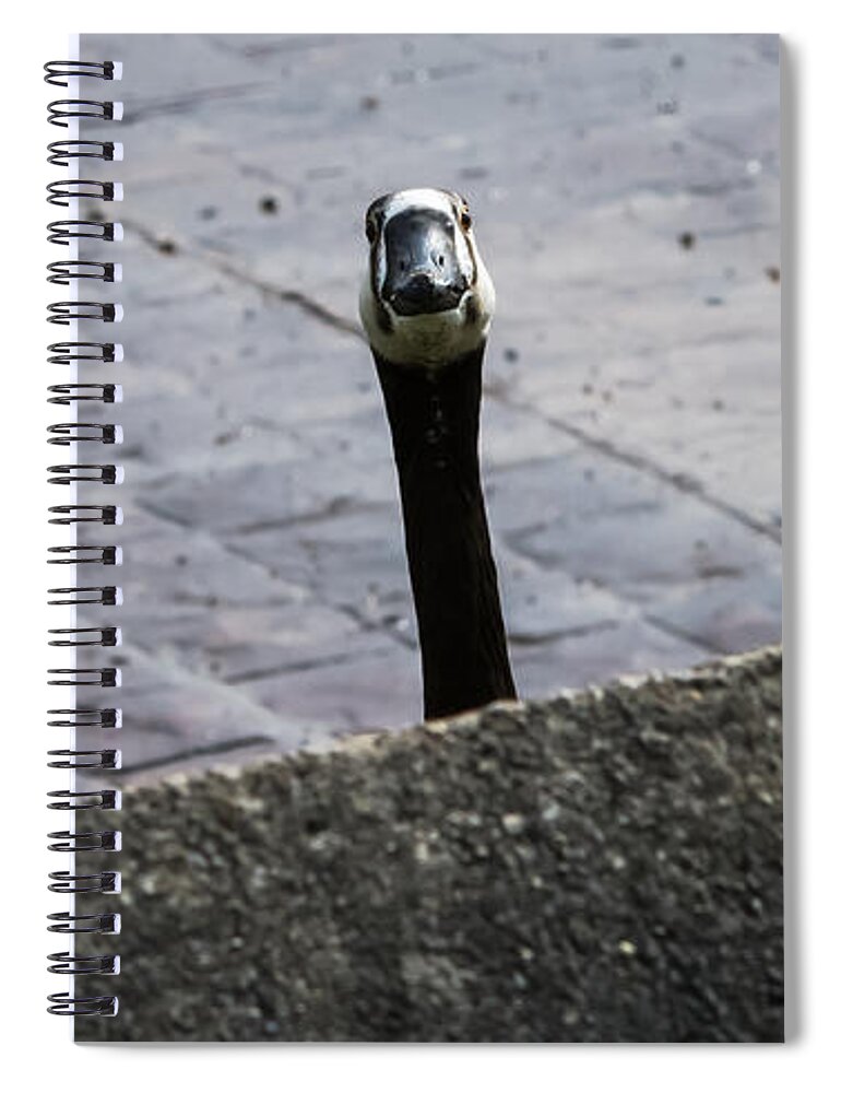 Jan Holden Spiral Notebook featuring the photograph I See You by Holden The Moment