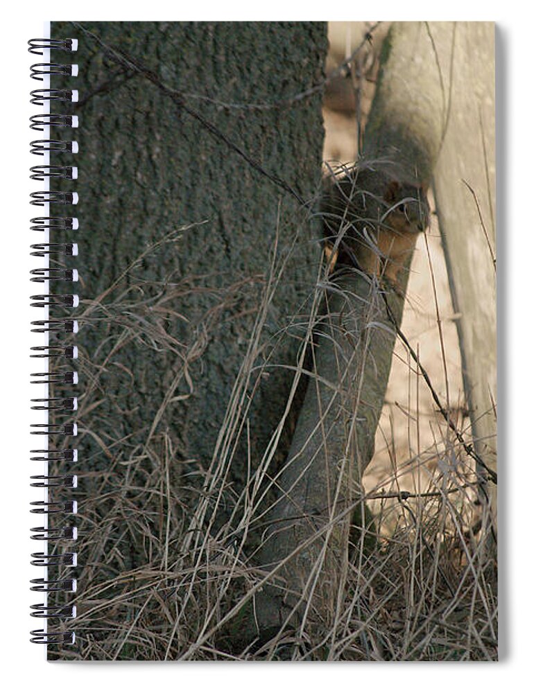 Squirrel Spiral Notebook featuring the photograph I see you by Troy Stapek