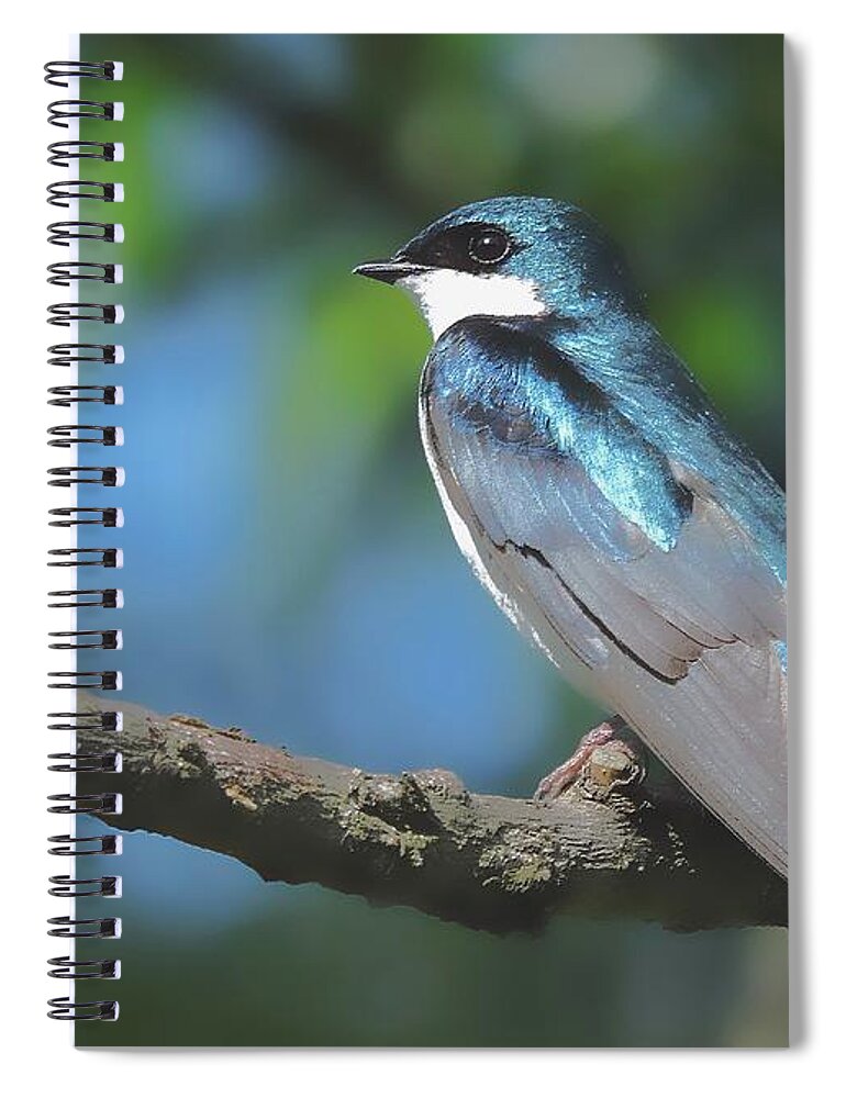 Tree Swallow Spiral Notebook featuring the photograph I Will Remember Too by Tami Quigley