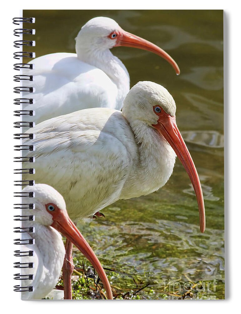  Spiral Notebook featuring the photograph Ibis Three by Deborah Benoit