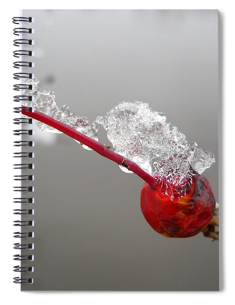 Rose Hip Spiral Notebook featuring the photograph Ice Covered Wild Rose Hip by Kent Lorentzen
