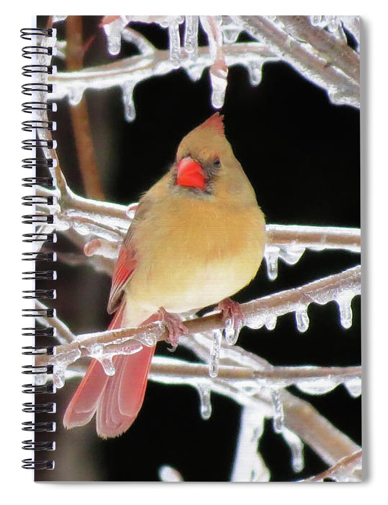 Cardinal Spiral Notebook featuring the photograph Ice Princess by MTBobbins Photography