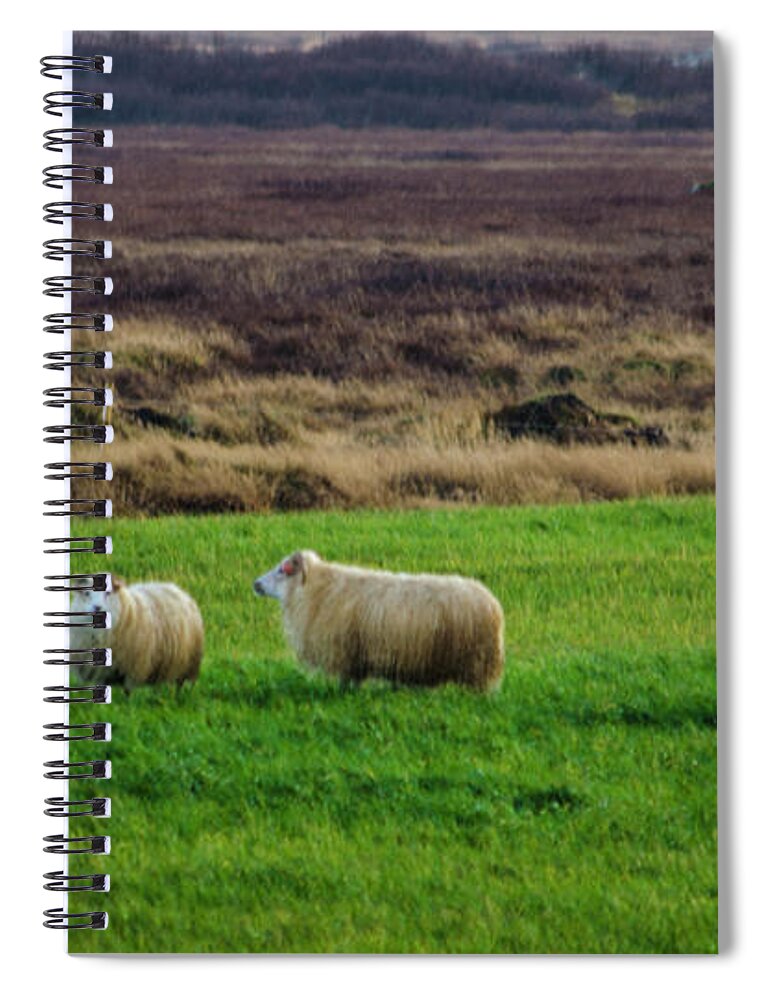 Iceland Spiral Notebook featuring the photograph Icelandic Sheep 3 by Deborah Smolinske