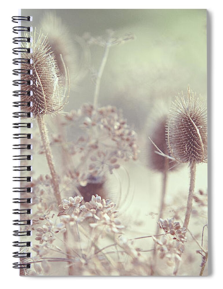 Grass Spiral Notebook featuring the photograph Icy Morning. Wild Grass by Jenny Rainbow