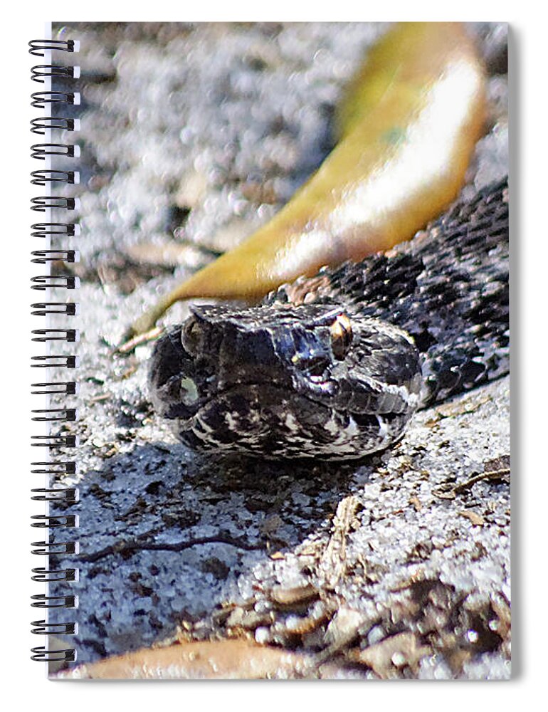 Wildlife Spiral Notebook featuring the photograph If Looks Could Kill by Kenneth Albin