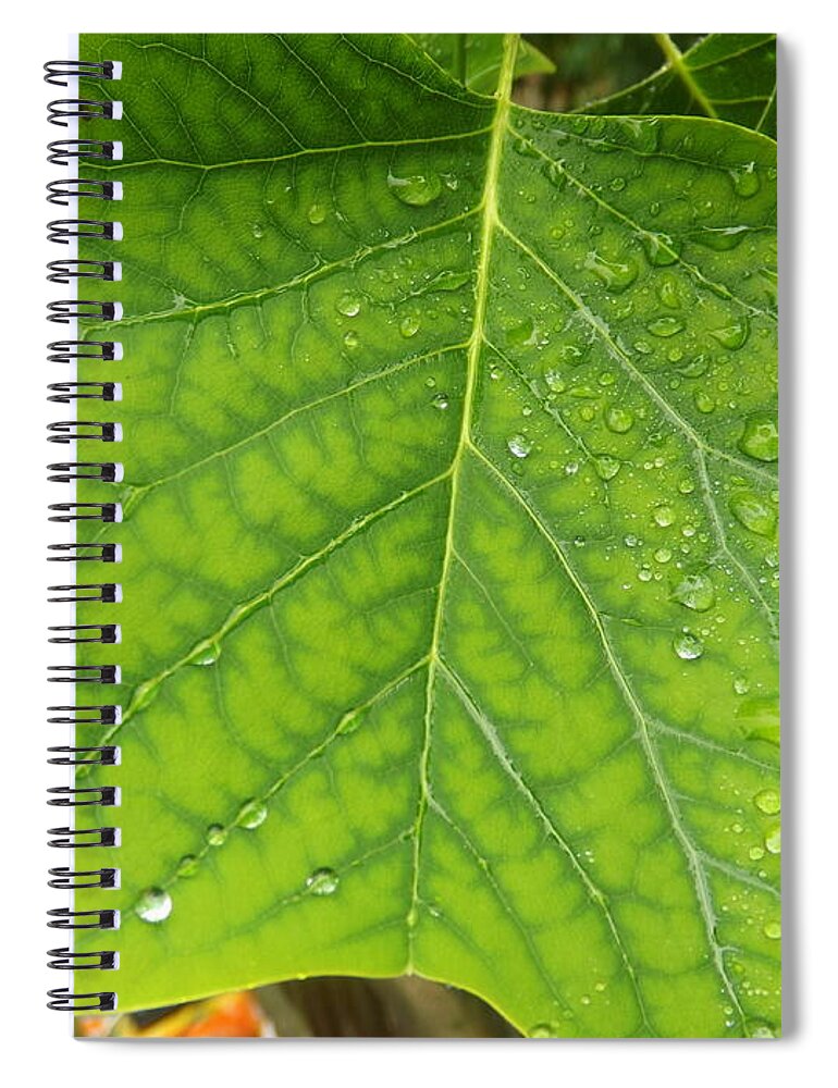 Nature Spiral Notebook featuring the photograph If You Leaf Me Now by Lingfai Leung