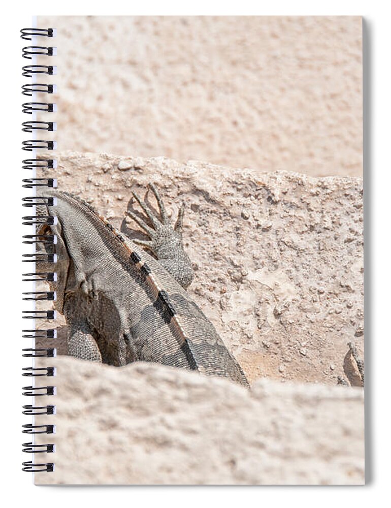 Mexico Quintana Roo Spiral Notebook featuring the digital art Iguana at Sian Ka'an Biosphere by Carol Ailles