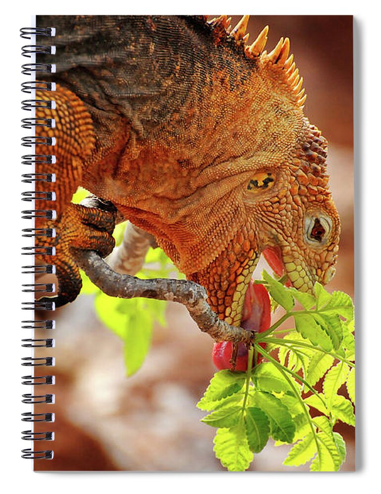 Iguana Spiral Notebook featuring the photograph Iguana Lunch by Ted Keller