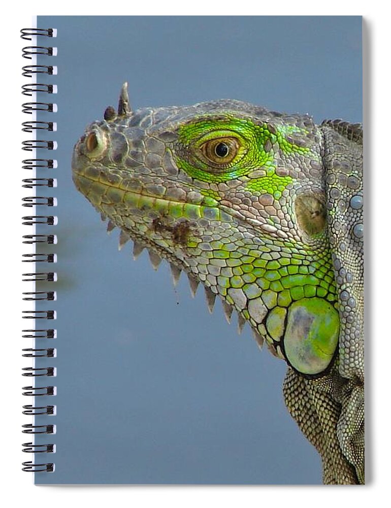 Iguana Spiral Notebook featuring the photograph Iguana Portrait by Carl Moore