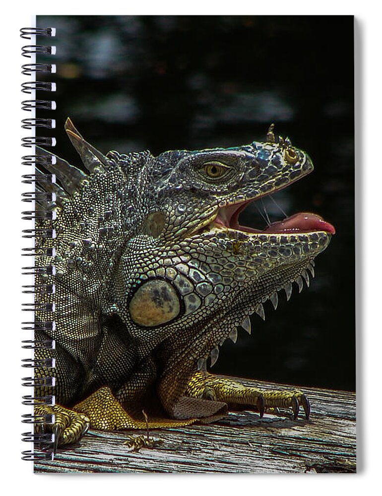 Dragon Spiral Notebook featuring the photograph Iguana Sun tan by Carl Moore