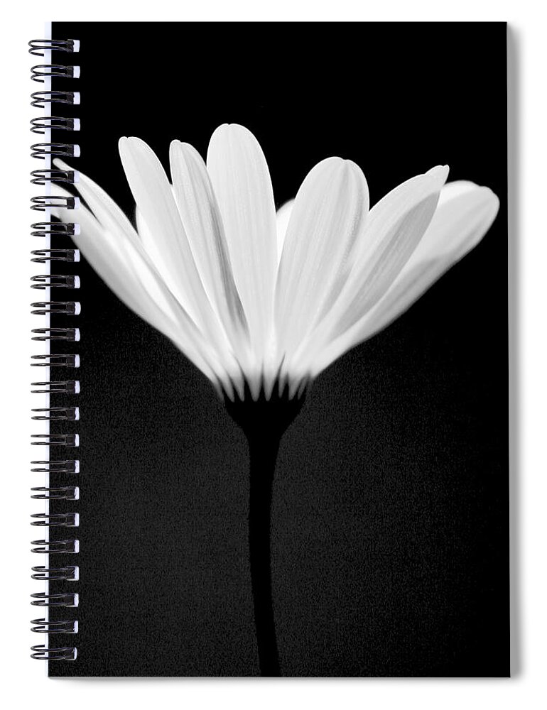 Flower Spiral Notebook featuring the photograph Illuminated Lady by Julie Lueders 