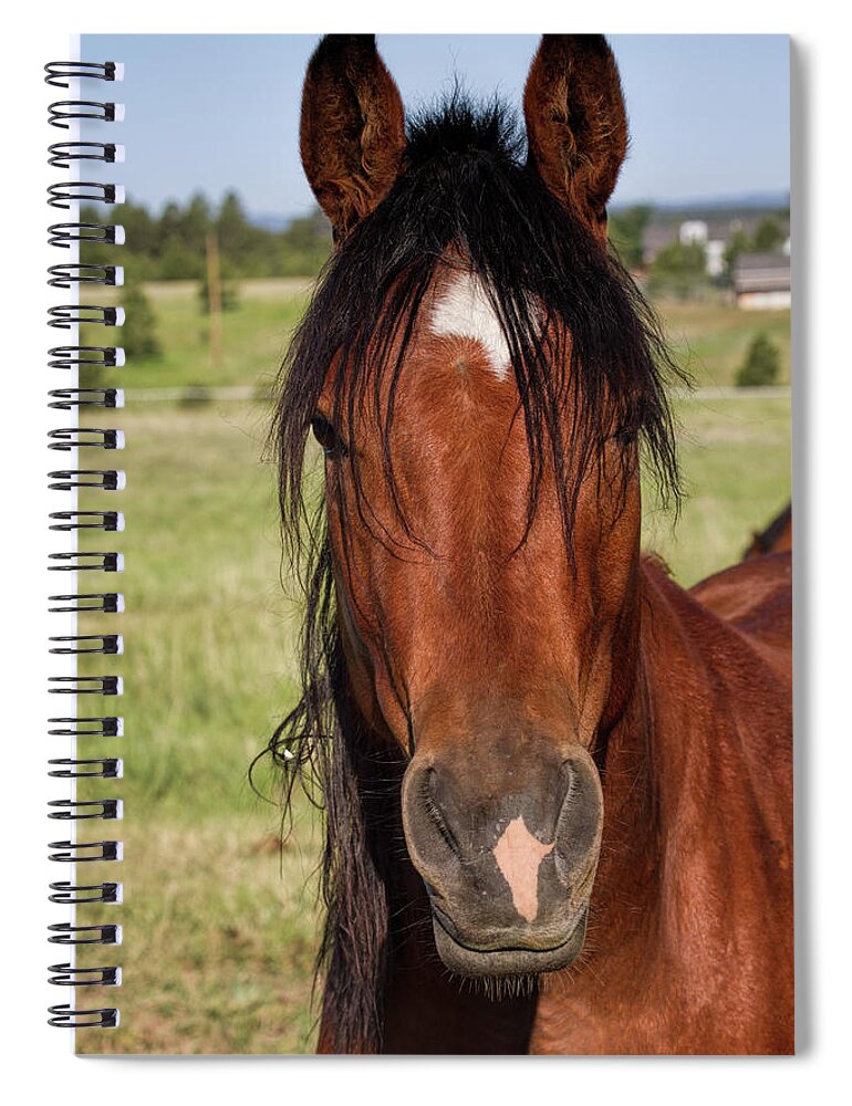 Equine Spiral Notebook featuring the photograph I'm Here by Alana Thrower