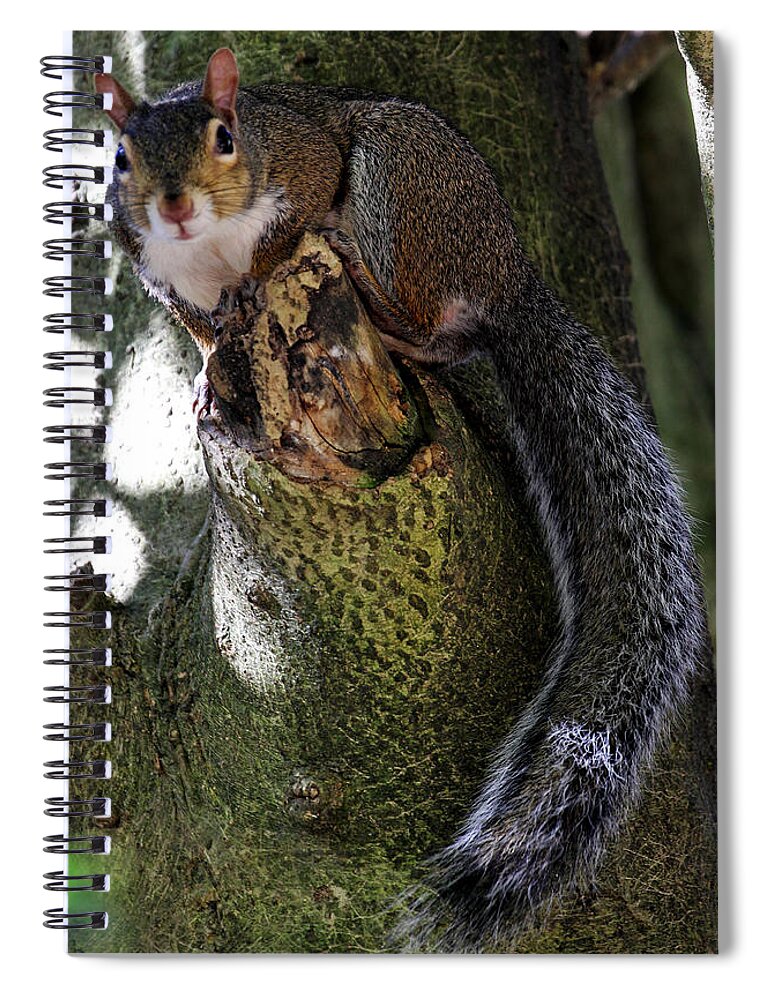 Grey Squirrel Spiral Notebook featuring the photograph I'm Invisible by Jennifer Robin
