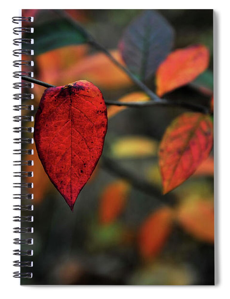 Red Leaf Spiral Notebook featuring the photograph I'm Red, I'm Hot by Randi Grace Nilsberg